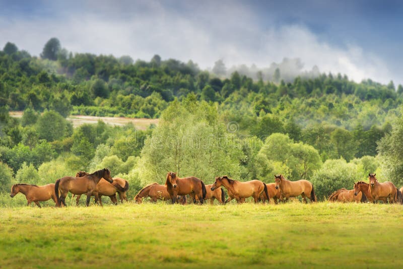 Horses grazing on pasture