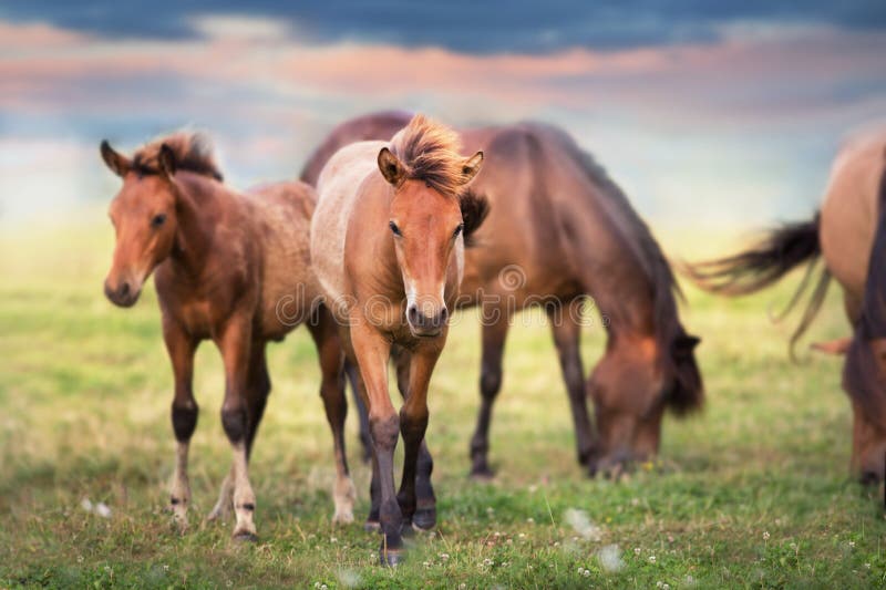 Horses herd on pasture