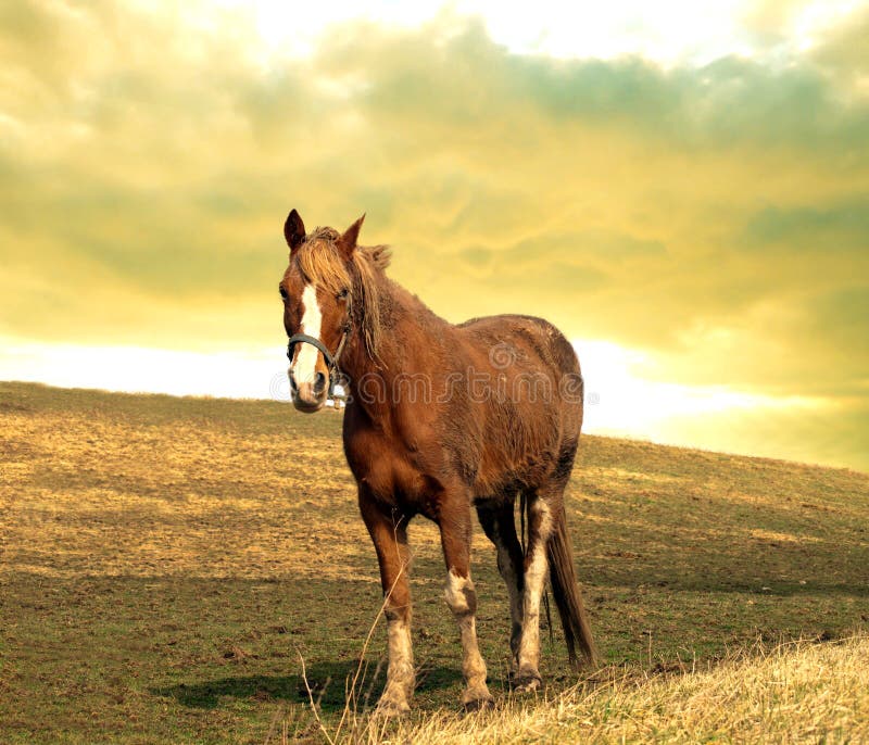 Horse on a hill stock photo. Image of farms, nature, country 24397208