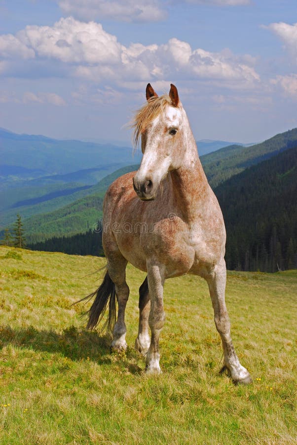 Horse on a hillside.