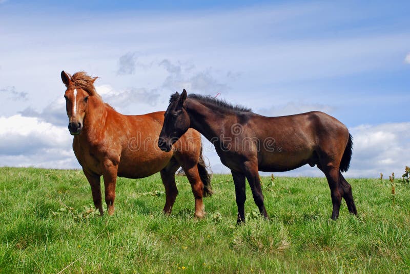 Horse on a hillside