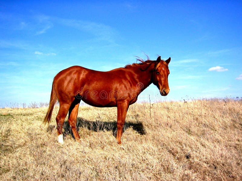 Horse on Hilltop