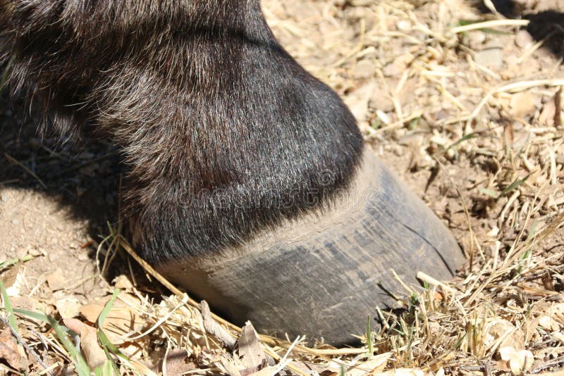 Horse Hoof stock image. Image of horse, wildlife, hoof 229043479