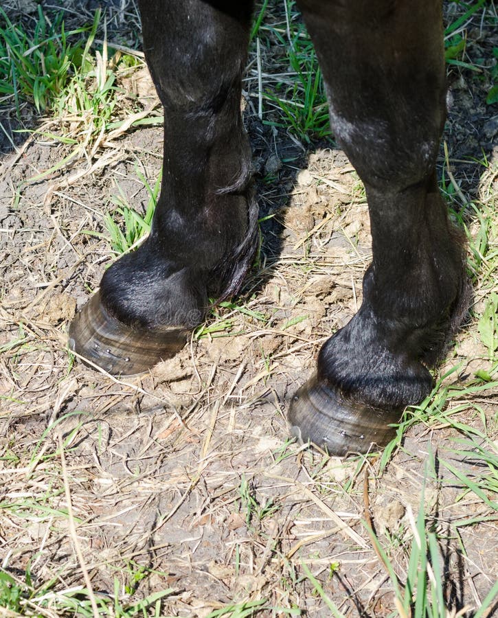 Wet Horse Hooves in the Mud, Closeup. Dirty Horseboots Stock Image