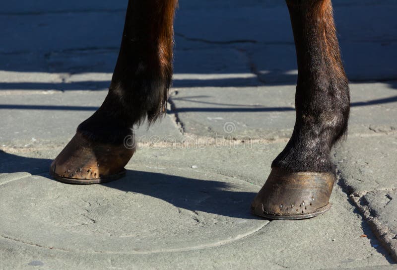 Horse Hooves on the Flagstones Stock Photo Image of ground, farrier