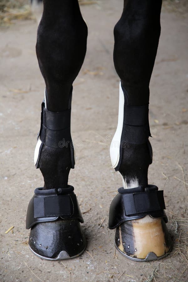 1,062 Black Horse Hooves Photos - Free & Royalty-Free Stock Photos from ...
