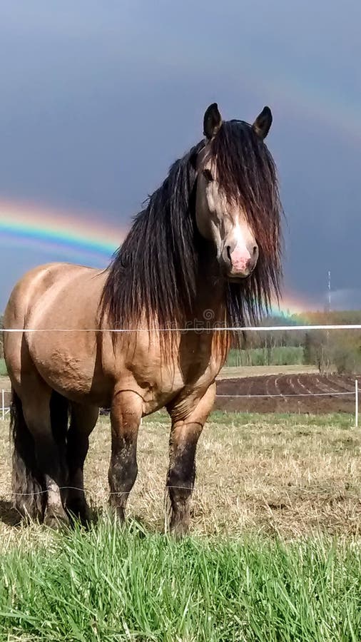 Rainbow Horse Stock Images Download 1,375 Royalty Free Photos