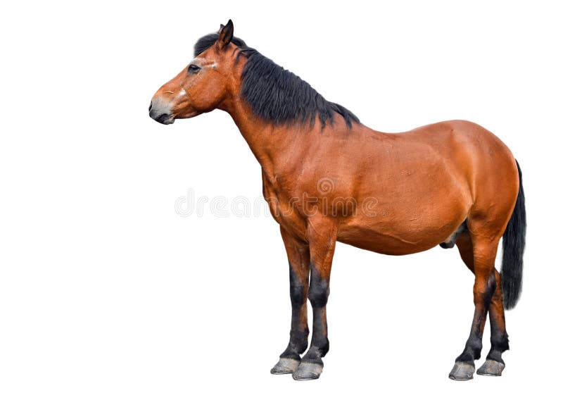 Horse isolated on white background. Farm animals. Brown bay horse isolated on white background.