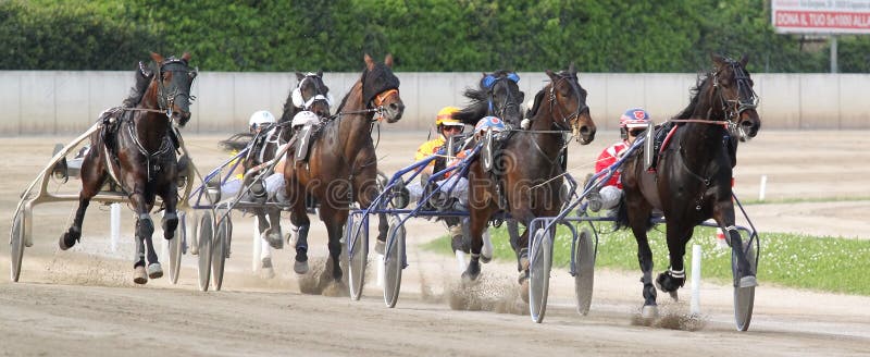 Horse Italian racing