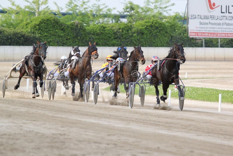 Horse Italian racing