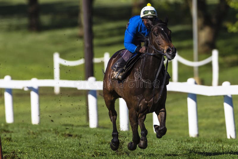Horse Jockey Sprint Training royalty free stock photography Horse Jockey Sprint Training royalty free stock photography