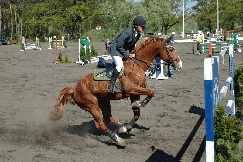 Yawning Belgian Draft Horse Stock Photo Image of daylight
