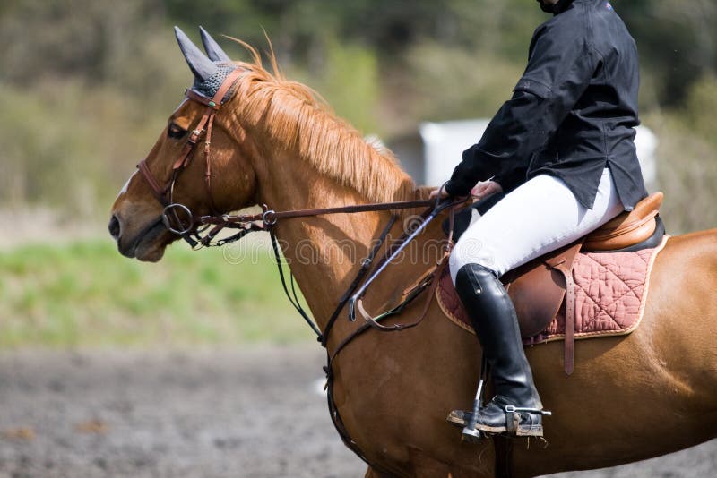 Horse On A Jumping Event Picture. Image 5188791