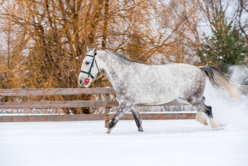 A horse jumps into an apple in the snow stock image A horse jumps into an apple in the snow stock image