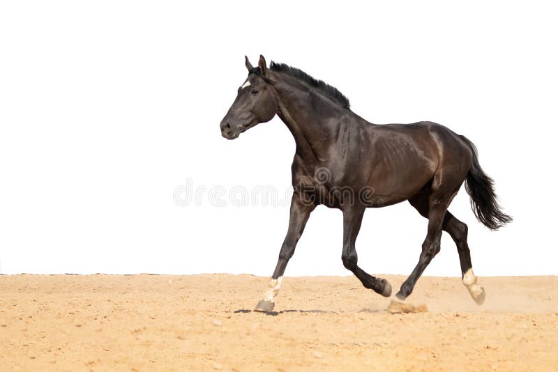 Horse jumps on sand on a white background royalty free stock images Horse jumps on sand on a white background royalty free stock images