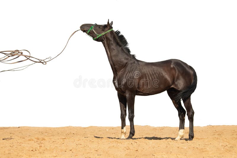 Horse jumps on sand on a white background stock photography Horse jumps on sand on a white background stock photography