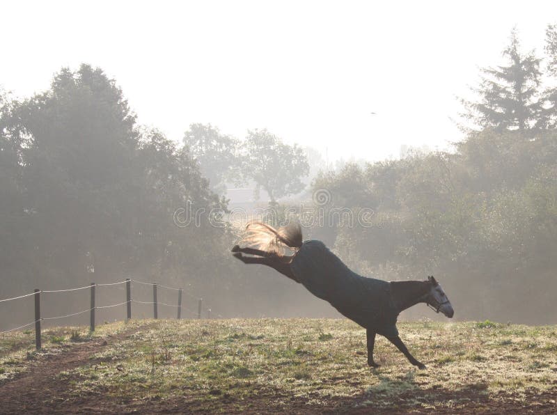 Horse kick stock image. Image of kick, field, denmark 62010493