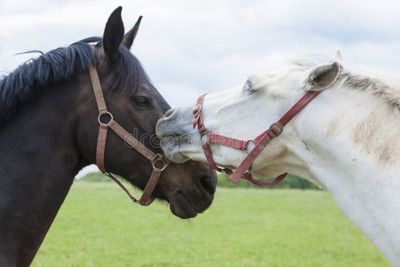 Horse kiss stock photo. Image of colt, grazing, brown 20370574