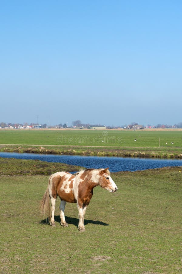 White horse with foal stock photo. Image of mammal, cute 37420970