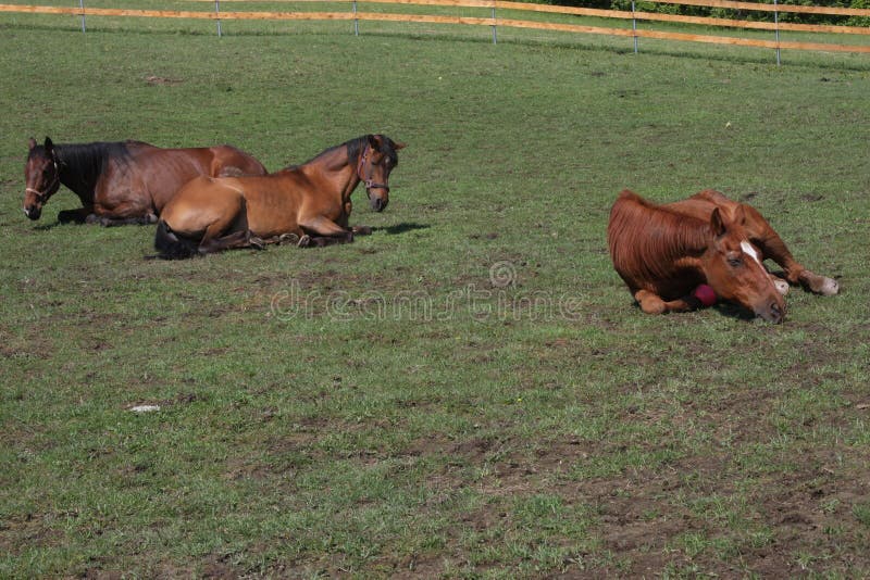 Horse Laying Down stock image. Image of horse, horses 55047727