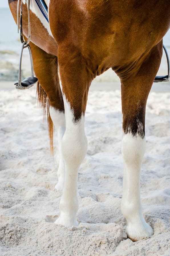 Horse leg. stock image. Image of mammal, nature, white 41872565