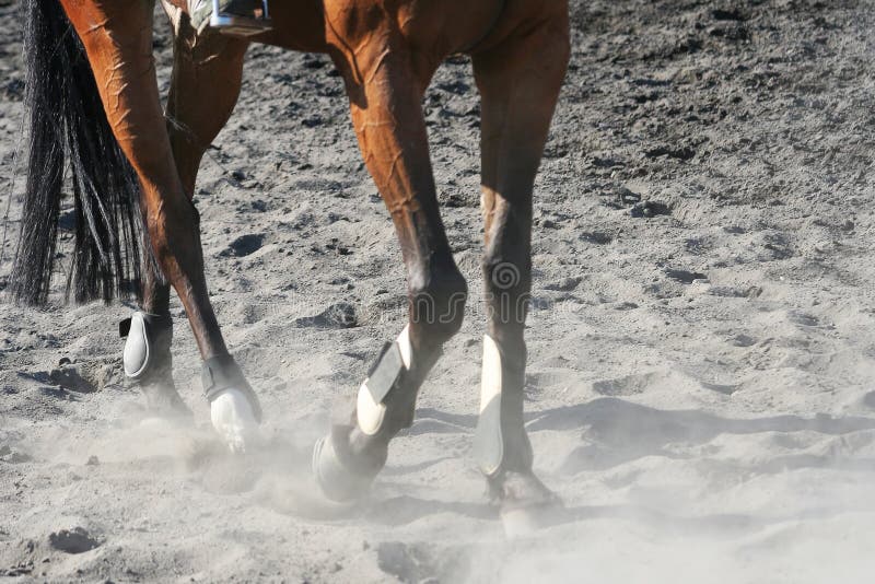 Cavallo a piedi in arena, gambe indossa sport stivali, polvere e sabbia.