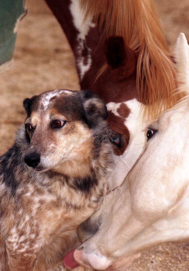 Horse Licking Dog