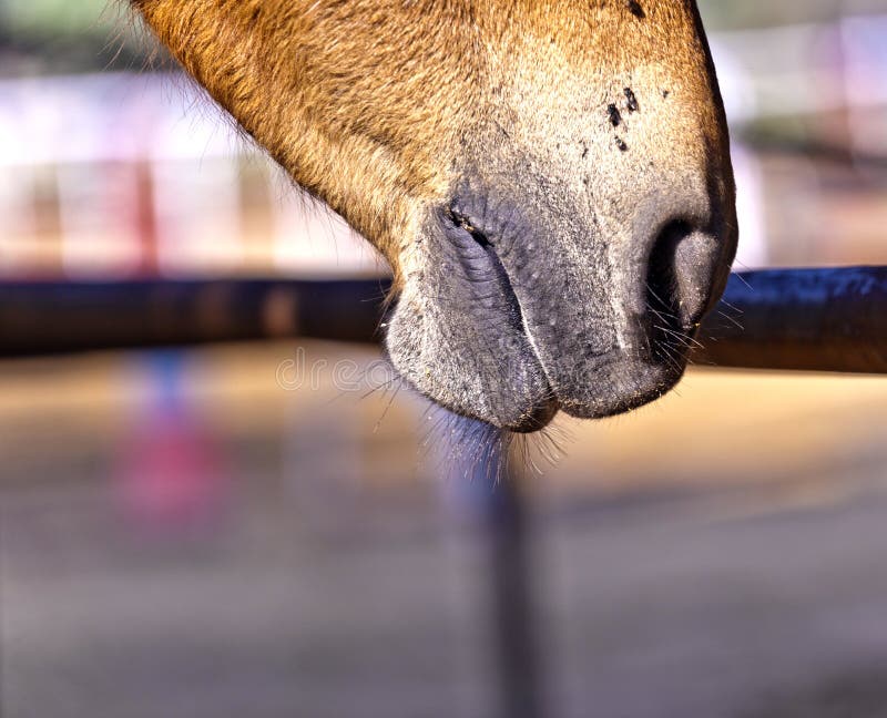 Horse Licking the Rusty Fence in the Stable Stock Image Image of