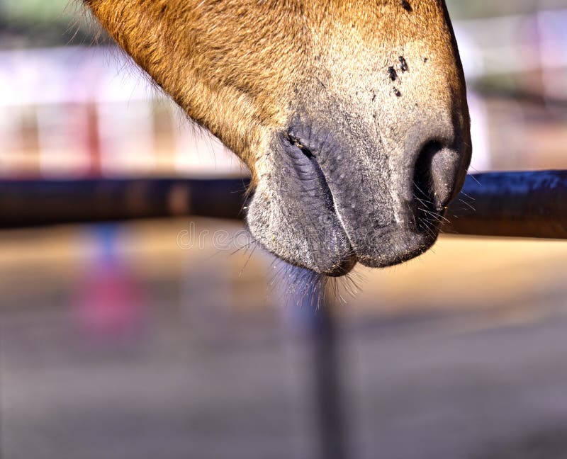 Horse Licking