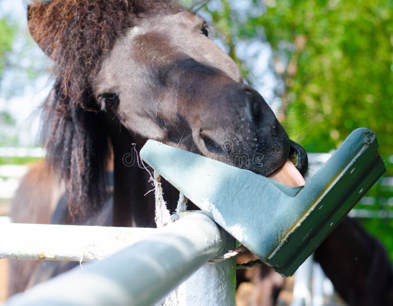 Horse Licking a Person S Hand Stock Image Image of gentle, movement