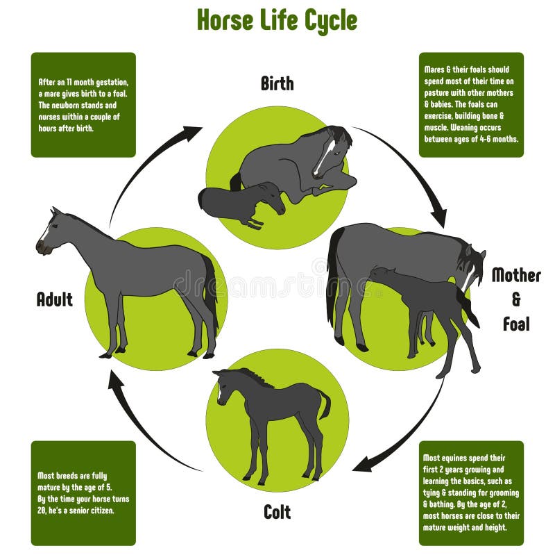 Horse Life Cycle Diagram stock vector. Illustration of birth - 92204908