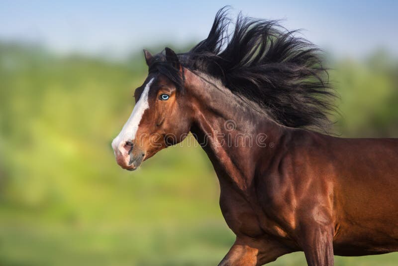 Horse with long mane and blue eye