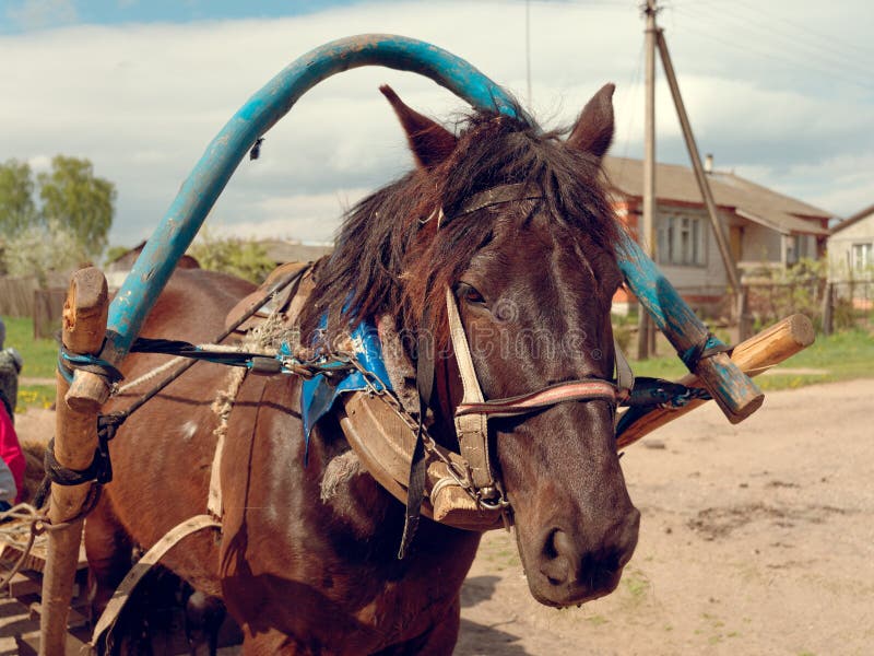Horse harness large portrait of a country horse royalty free stock photos Horse harness large portrait of a country horse royalty free stock photos