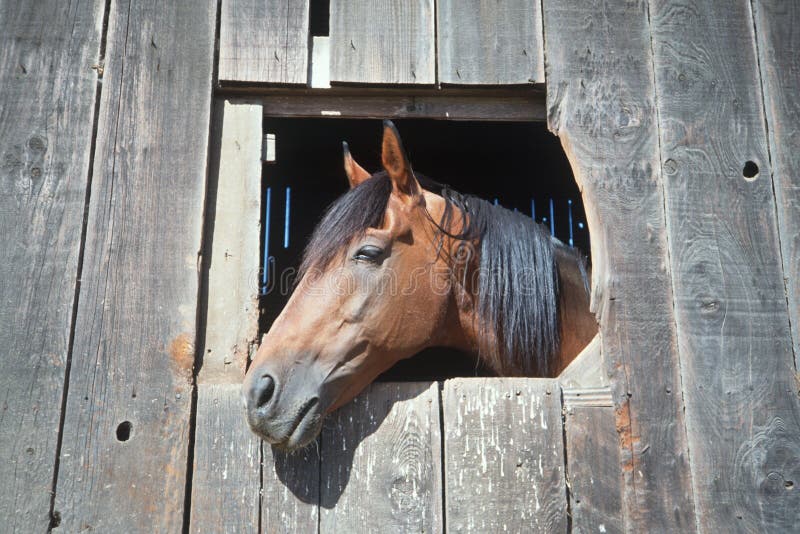 277 Horse Looking Out Barn Window Stock Photos Free & RoyaltyFree