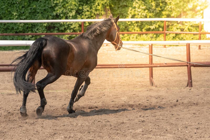 Horse looking out from his stable stock image Horse looking out from his stable stock image