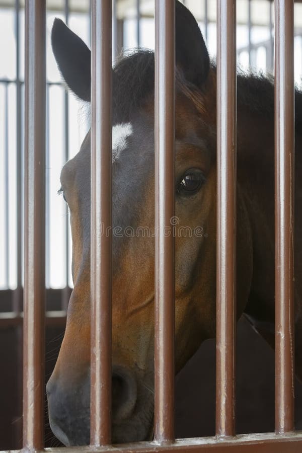 Horse Looks through the Bars of the Stall in Stable Stock Photo Image