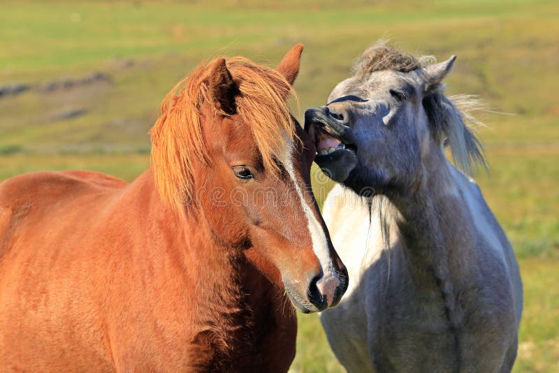 Horse love, on the medow royalty free stock photography Horse love, on the medow royalty free stock photography