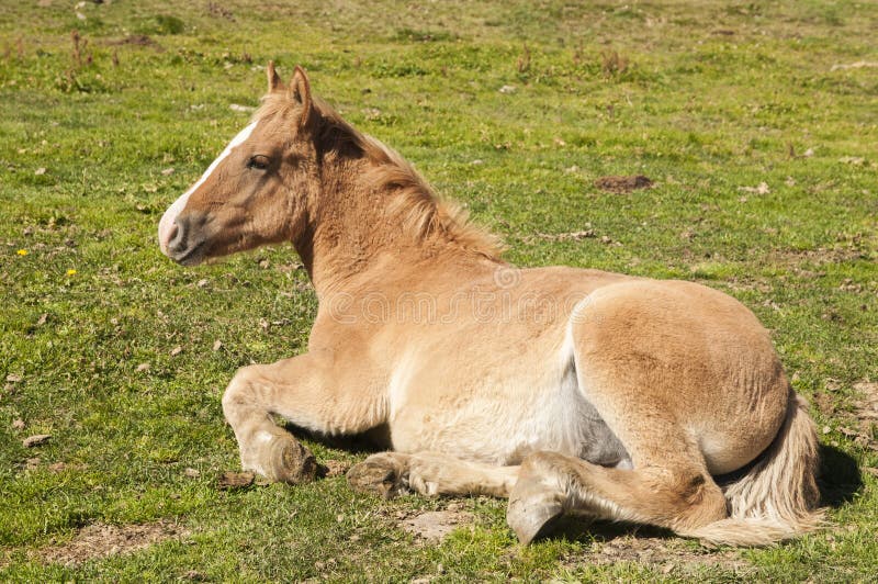 Horse lying stock photos