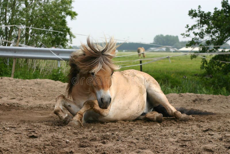 Un fiordo cavallo sdraiato nella sabbia.