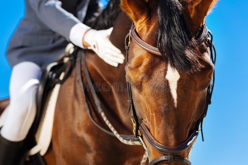125 Man Jumping His Horse Photos - Free & Stock Photos from Dreamstime