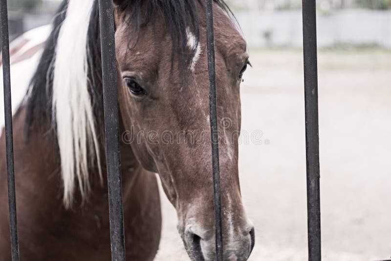 Horse, Mane, Halter, Mare Picture. Image 119411798