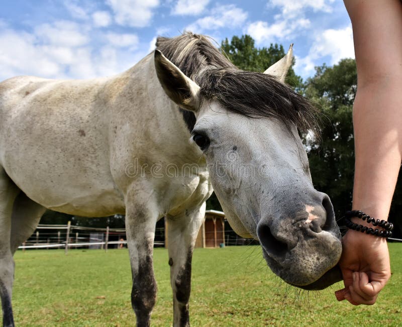 Horse, Mane, Horse Like Mammal, Mare Free Public Domain Cc0 Image