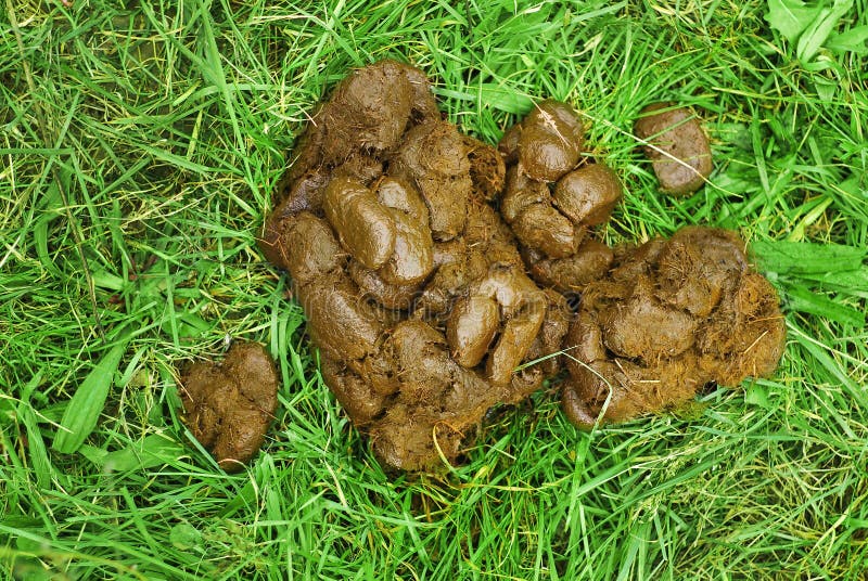 Horse Manure Closeup. Concept. Manure on the Background of the Horses