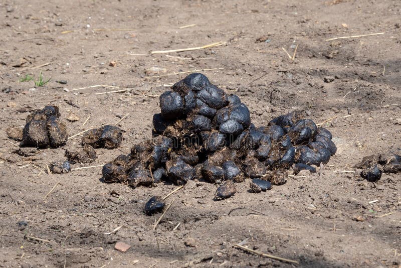Horse manure stock image. Image of chain, horse, equestrian 116567637
