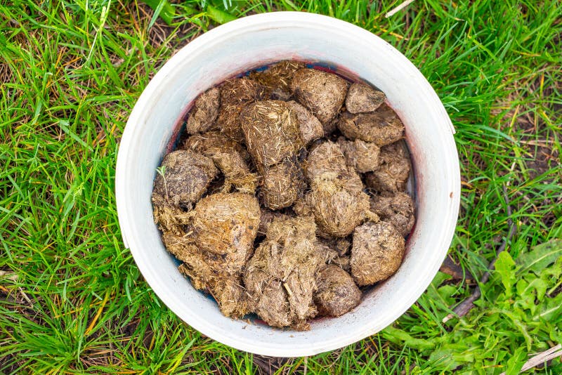Horse manure in a white bucket