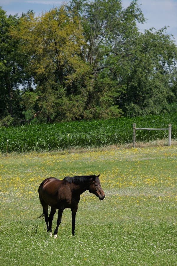 Un caballo en prado contra maíz dulce sobre el colina.