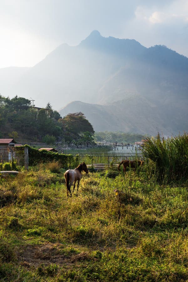 Horse on a meadow along Lago Atitlan with mountain peak vertical, San Juan la Laguna, Guatemala, Central America stock images Horse on a meadow along Lago Atitlan with mountain peak vertical, San Juan la Laguna, Guatemala, Central America stock images