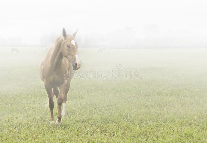 Horse in the mist stock image. Image of light, livestock 13880223