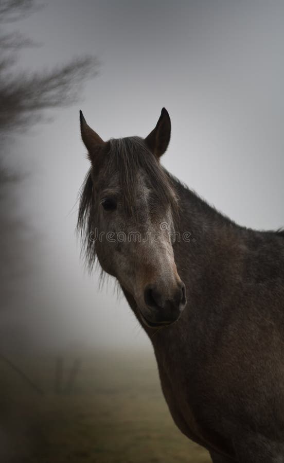 Horse in the mist stock image. Image of pinto, field, mist 13025