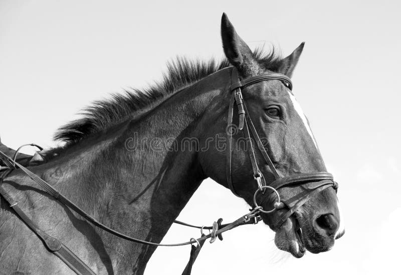 Horse monochrome